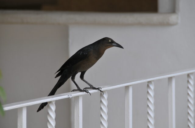 Great-tailed Grackle