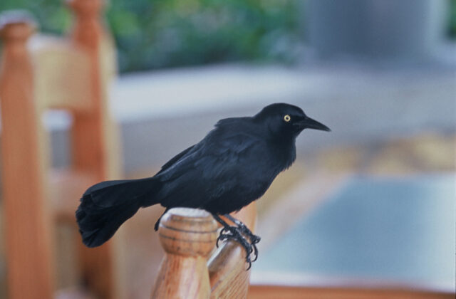 Greater Antillean Grackle