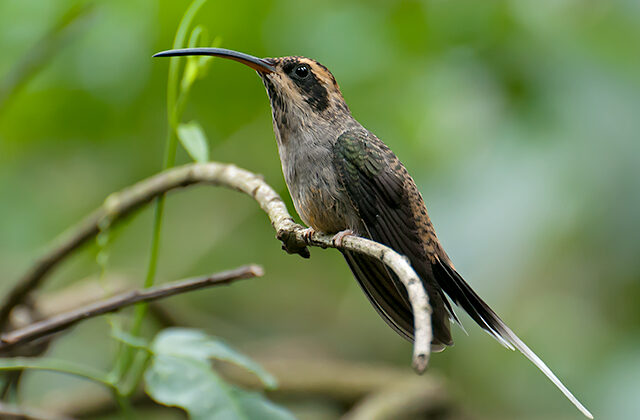 Scale-throated Hermit