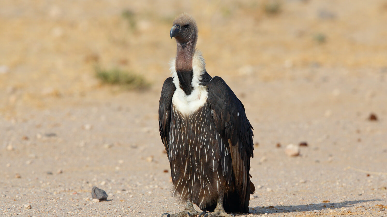 White-rumped Vulture