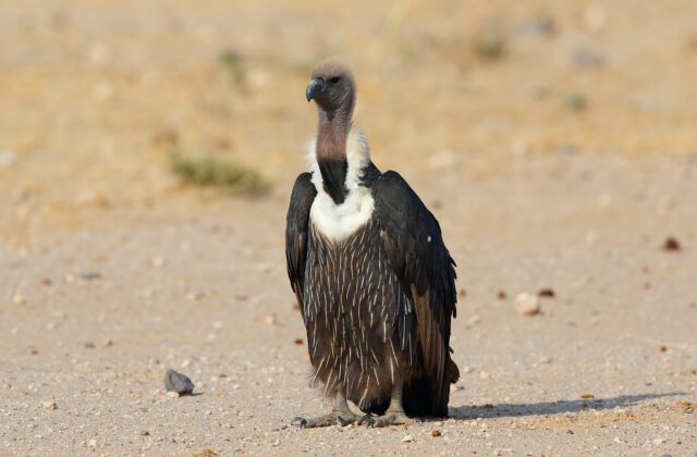 White-rumped Vulture