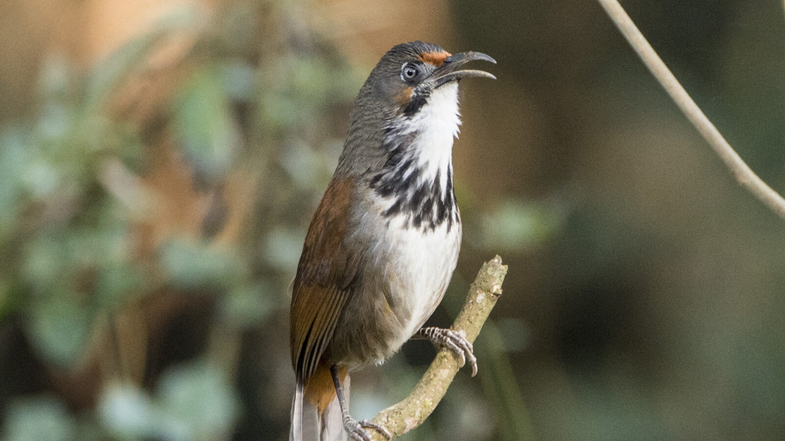 Black-necklaced Scimitar Babbler