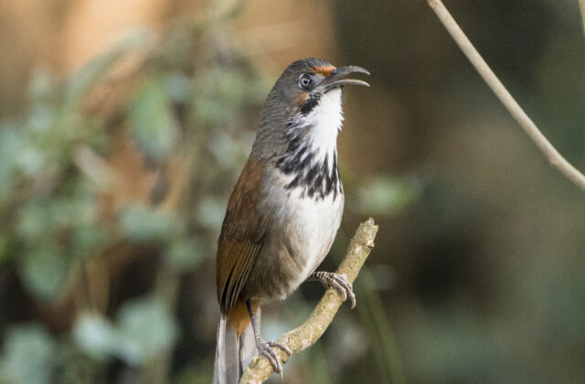 Black-necklaced Scimitar Babbler