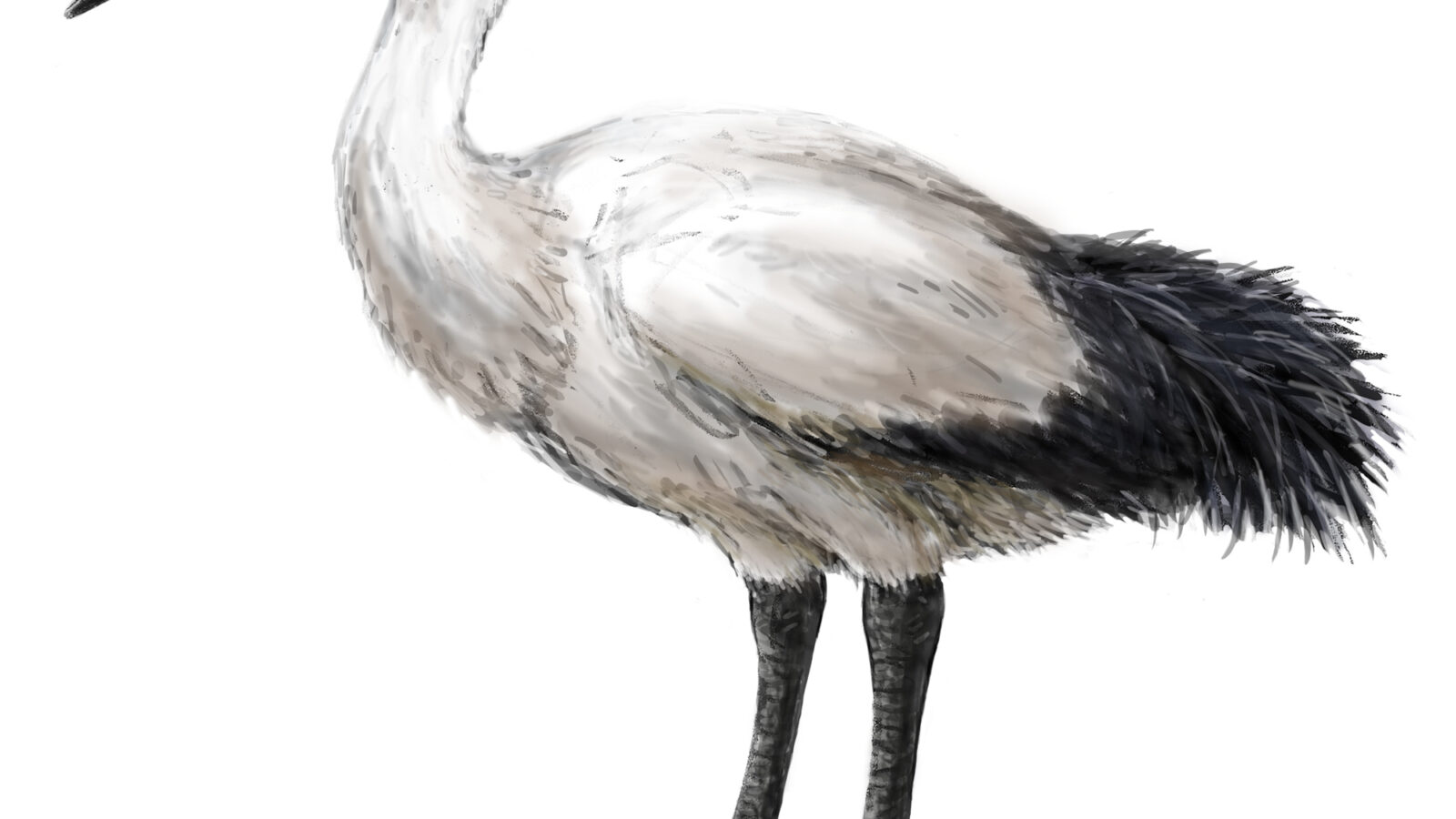 Reunion Ibis