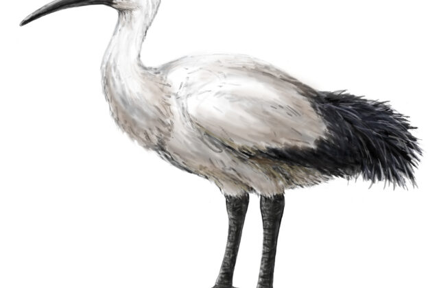 Reunion Ibis