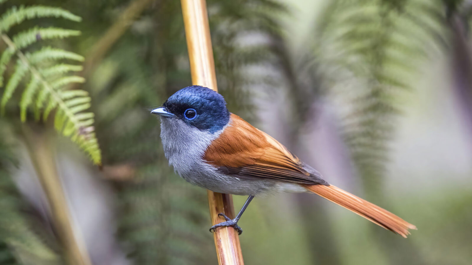 Mascarene Paradise Flycatcher