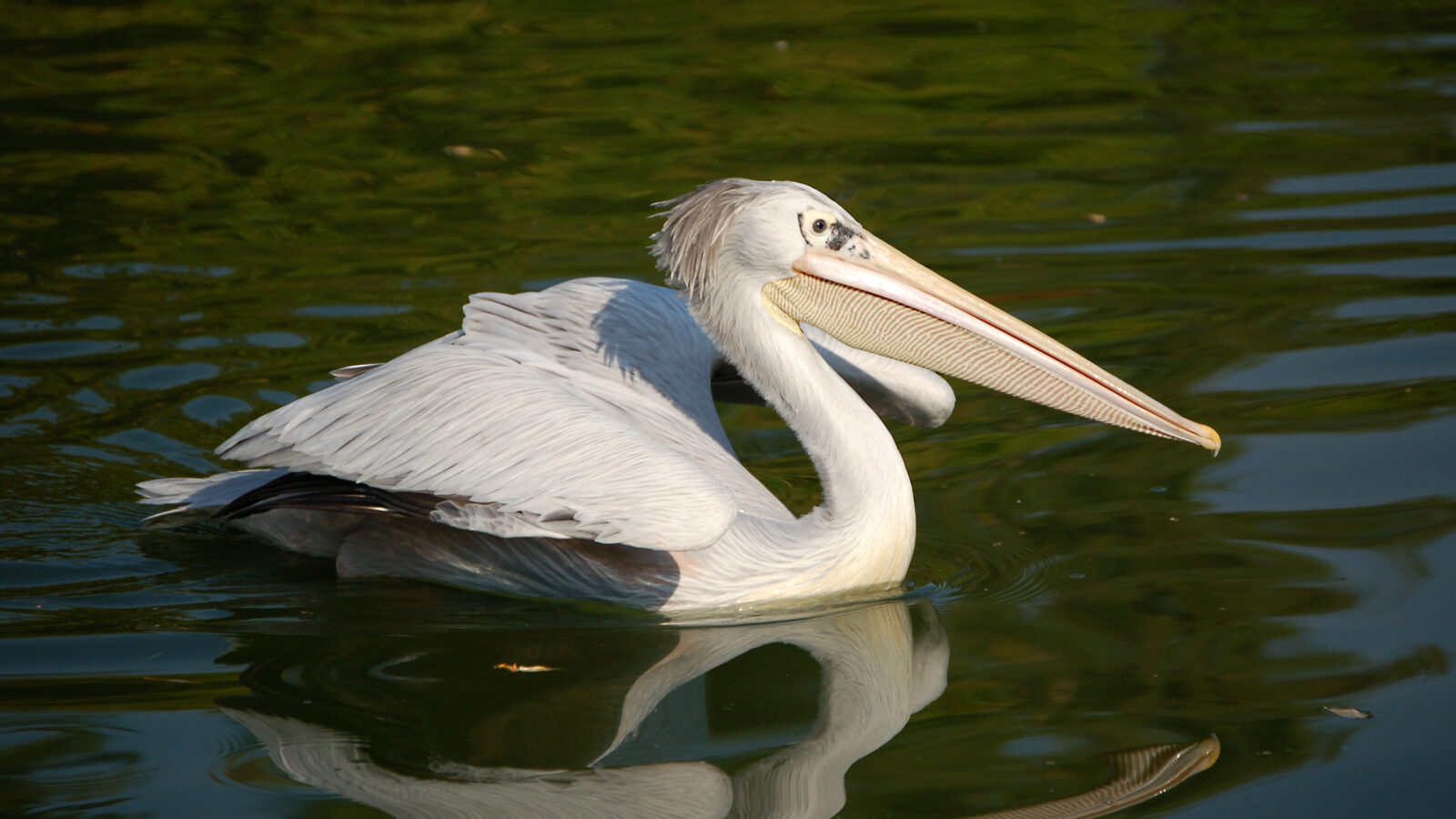 Pink-backed Pelican