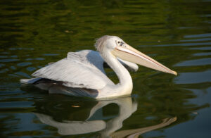 Pink-backed Pelican