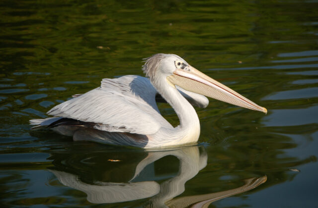 Pink-backed Pelican