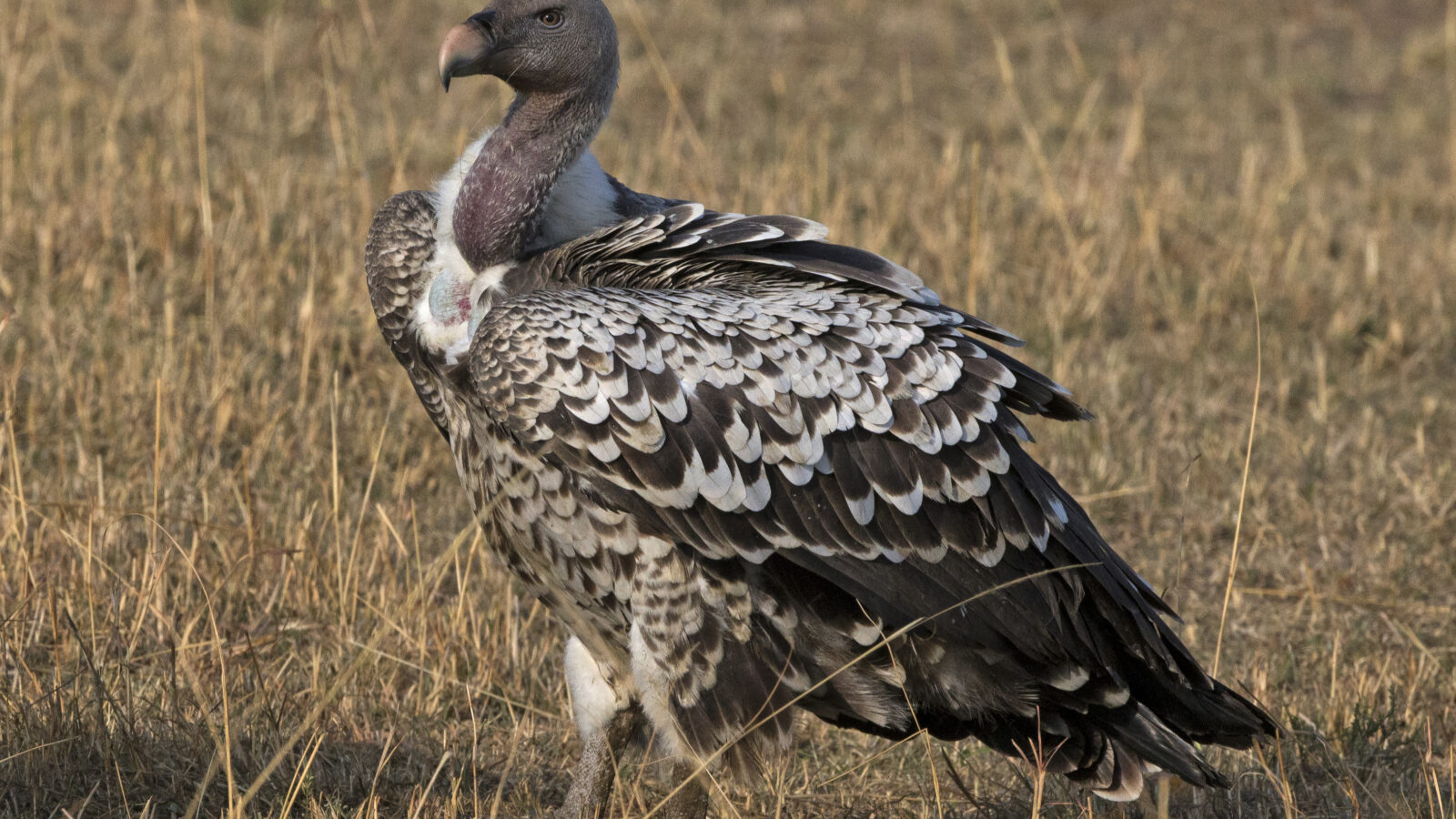 Rüppell’s Vulture