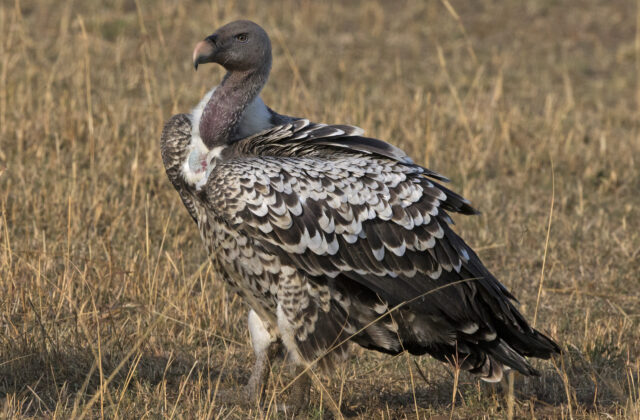 Rüppell’s Vulture