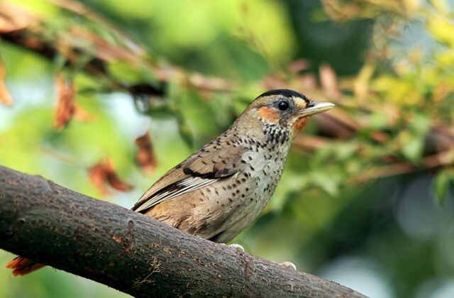 Rufous-chinned Laughingthrush