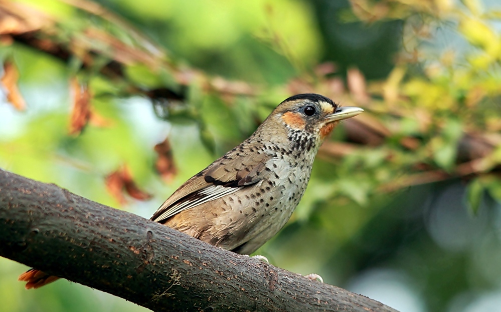 Rufous-chinned Laughingthrush
