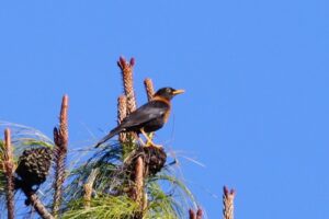 Rufous-collared Thrush