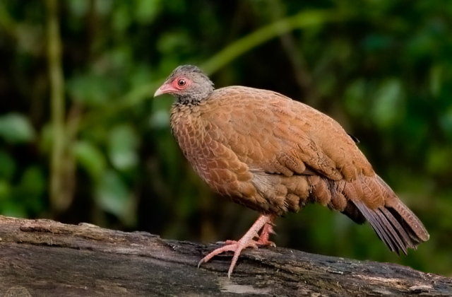 Red Spurfowl