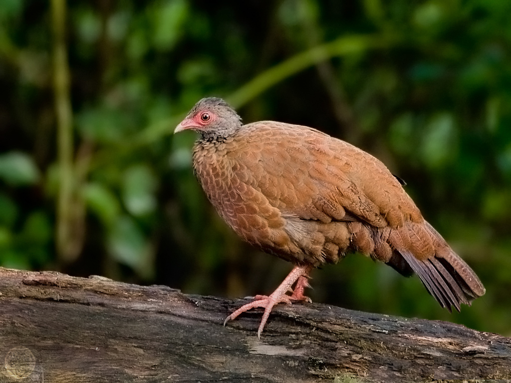 Red Spurfowl