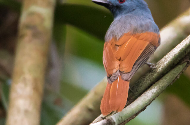 Rufous-winged Philentoma
