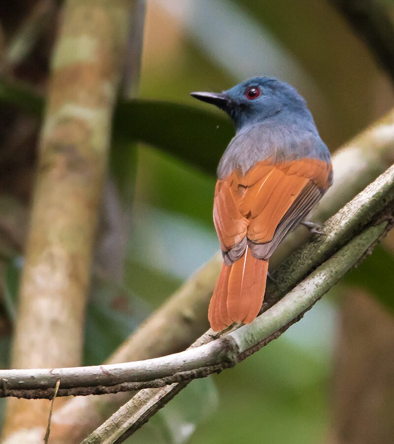 Rufous-winged Philentoma