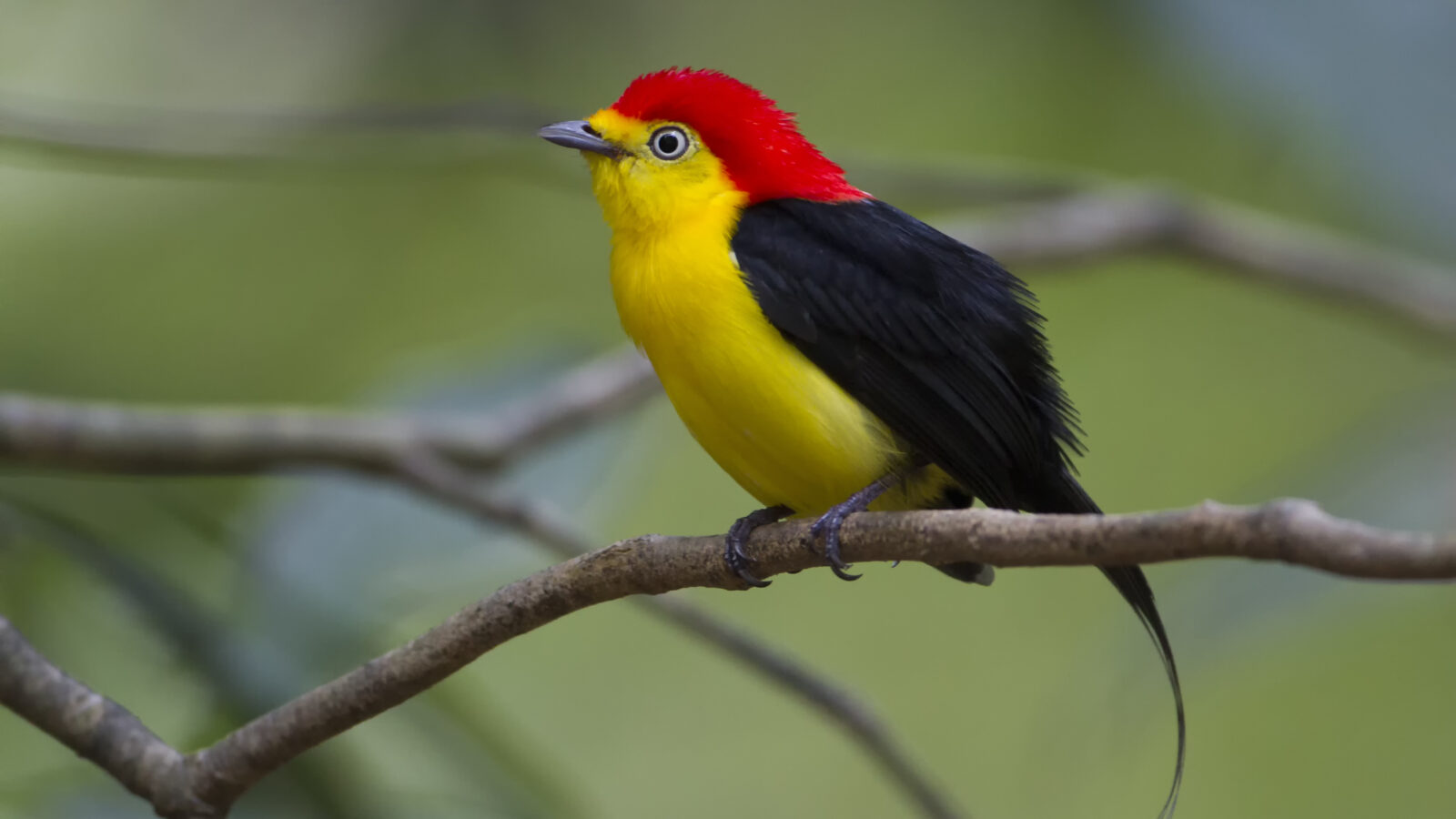 Wire-tailed Manakin