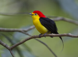 Wire-tailed Manakin