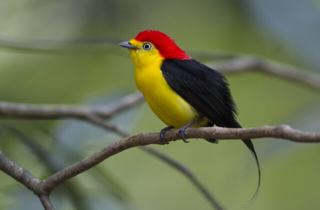 Wire-tailed Manakin