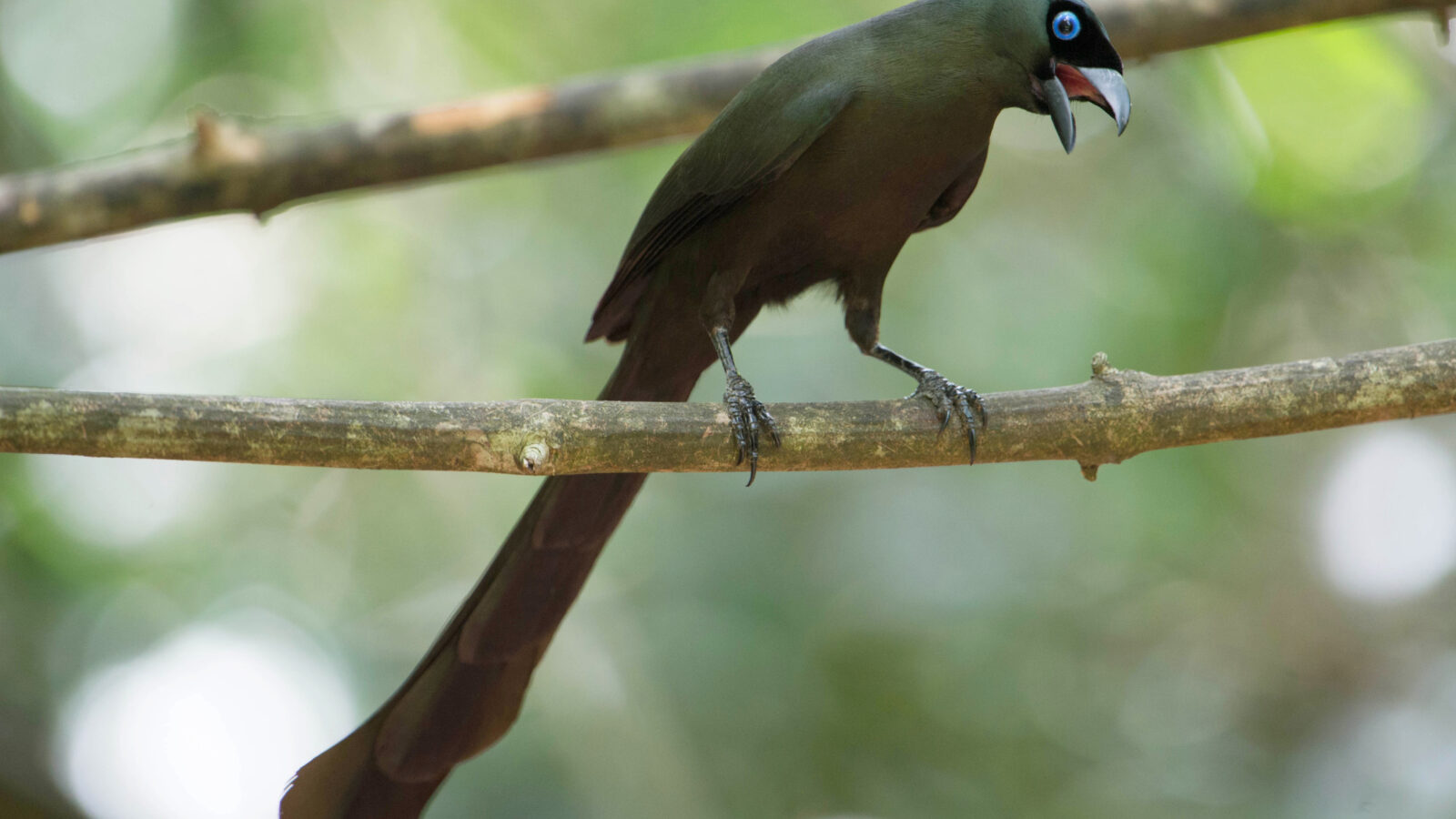 Racket-tailed Treepie