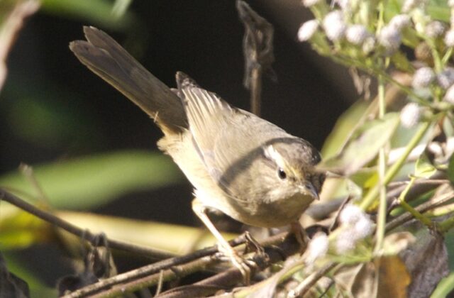 Radde’s Warbler