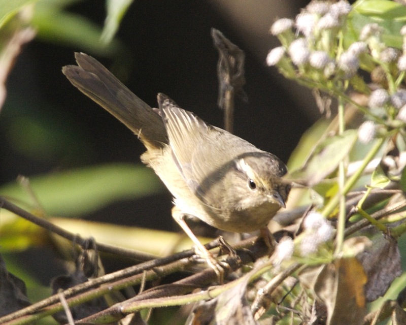 Radde’s Warbler