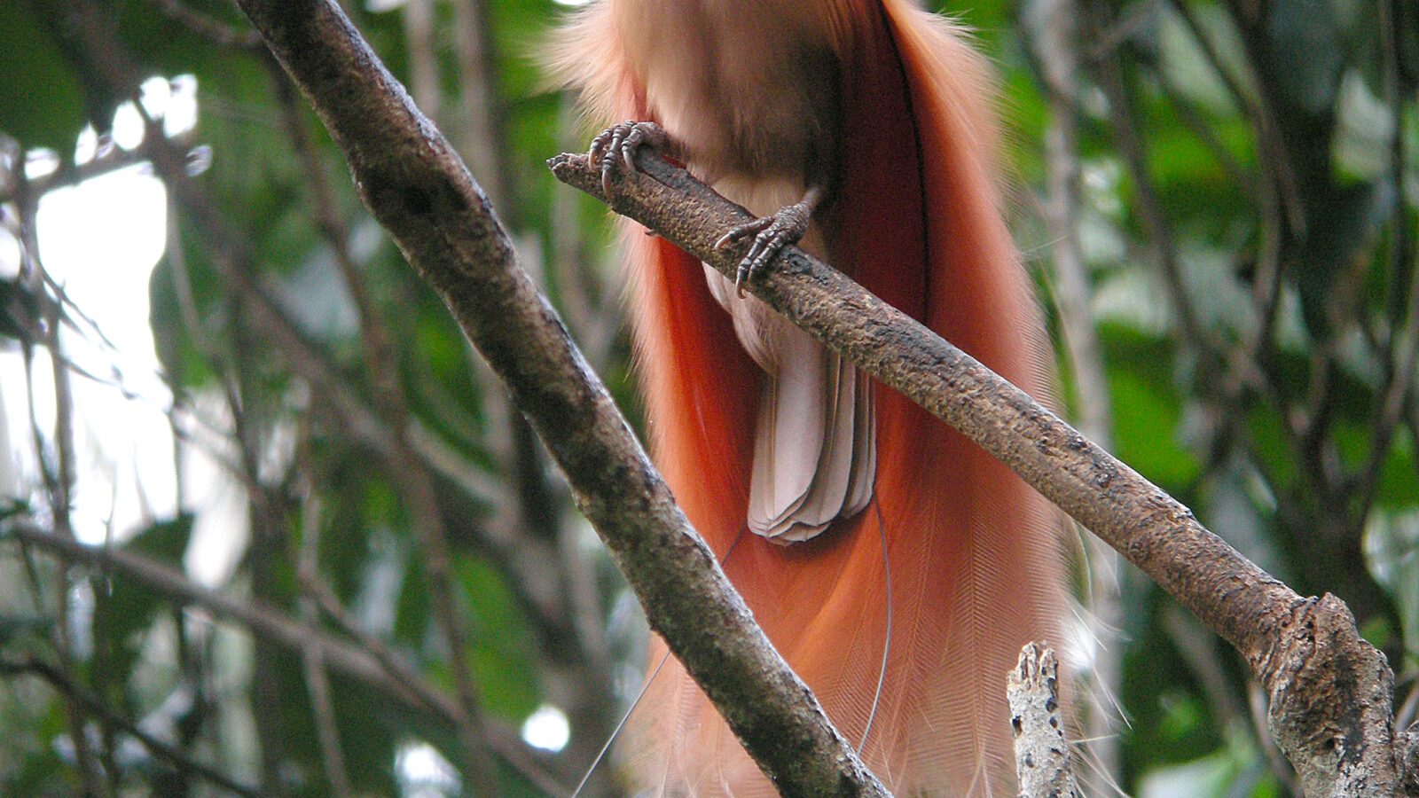 Raggiana Bird-of-paradise