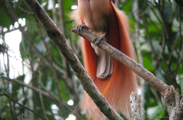 Raggiana Bird-of-paradise