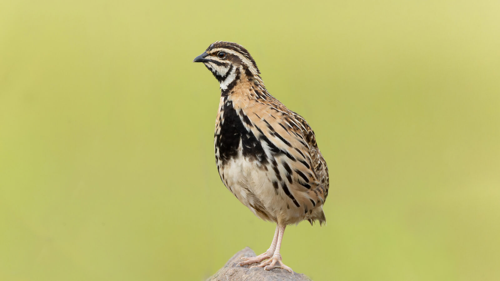 Rain Quail