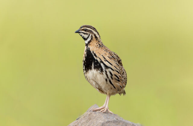 Rain Quail