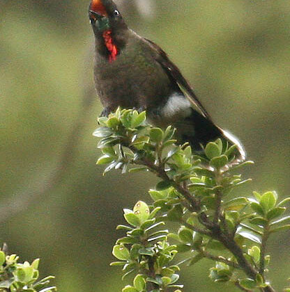 Rainbow-bearded Thornbill