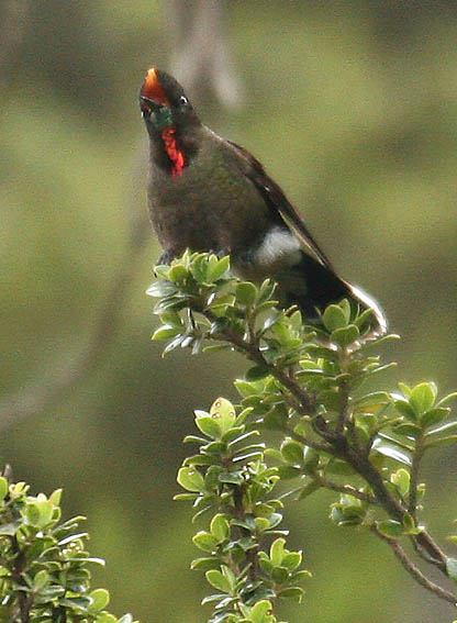 Rainbow-bearded Thornbill