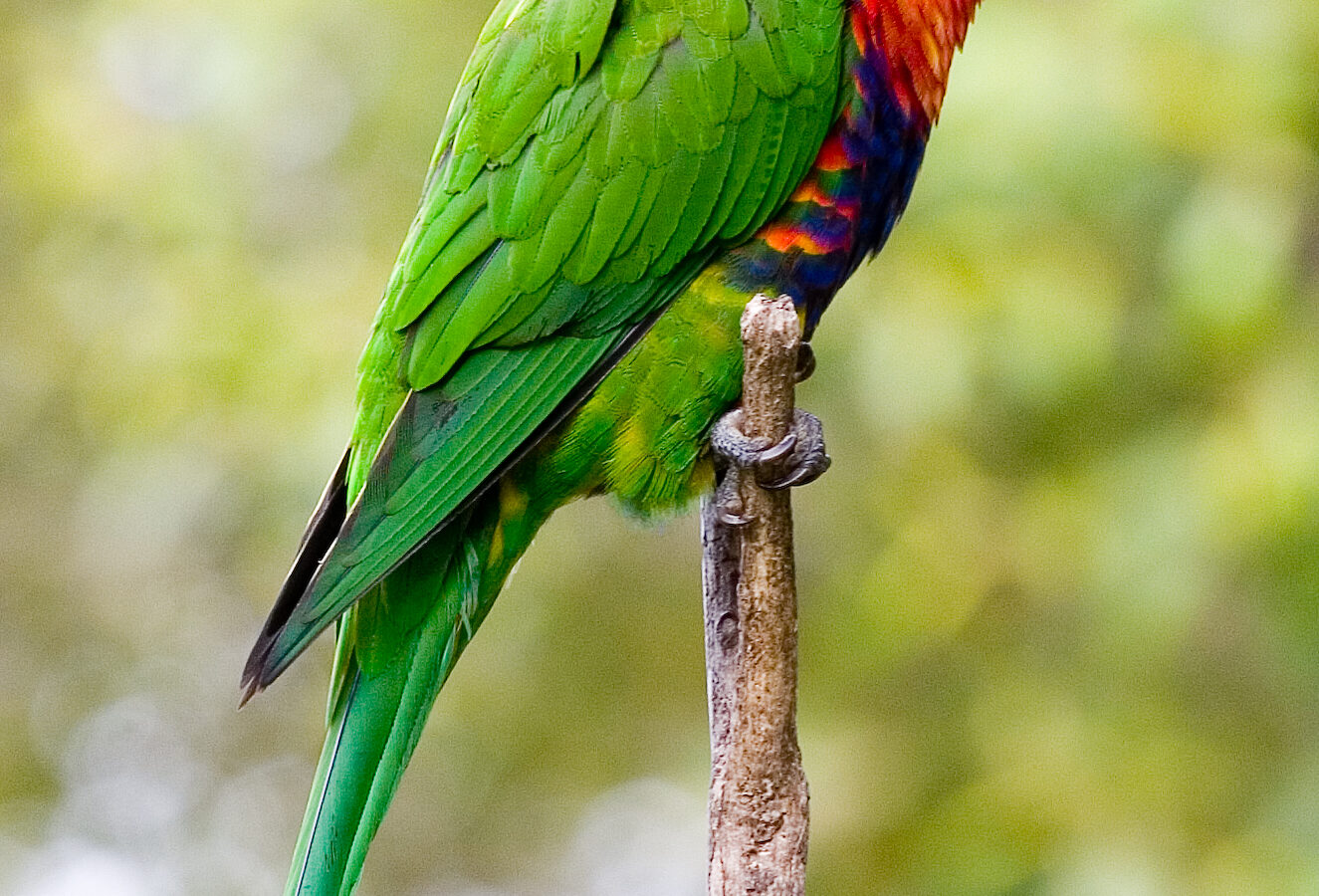 Rainbow Lorikeet