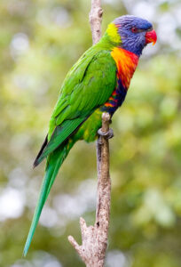 Rainbow Lorikeet