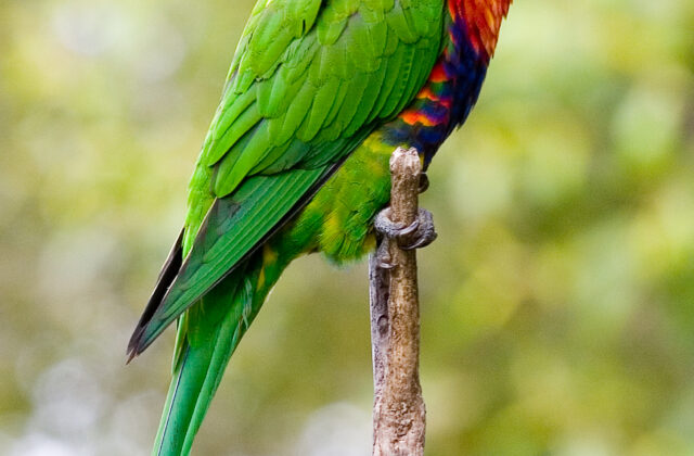 Rainbow Lorikeet
