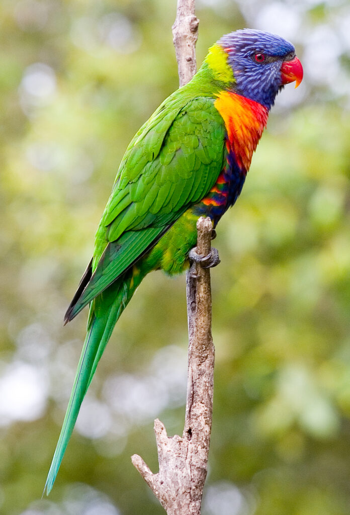 Rainbow Lorikeet