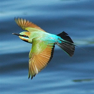 Rainbow Bee-eater