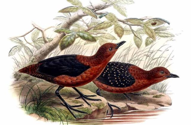 Forbes’s Forest Rail