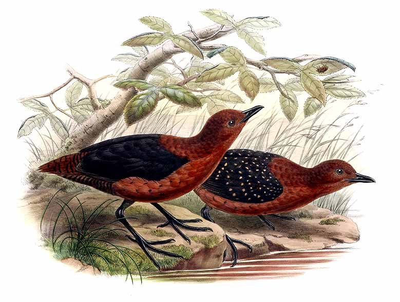 Forbes’s Forest Rail