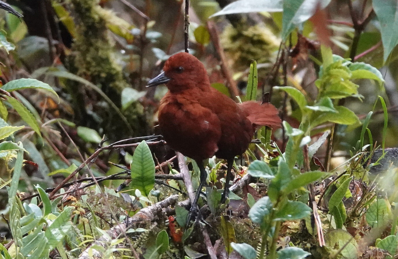 Chestnut Forest Rail