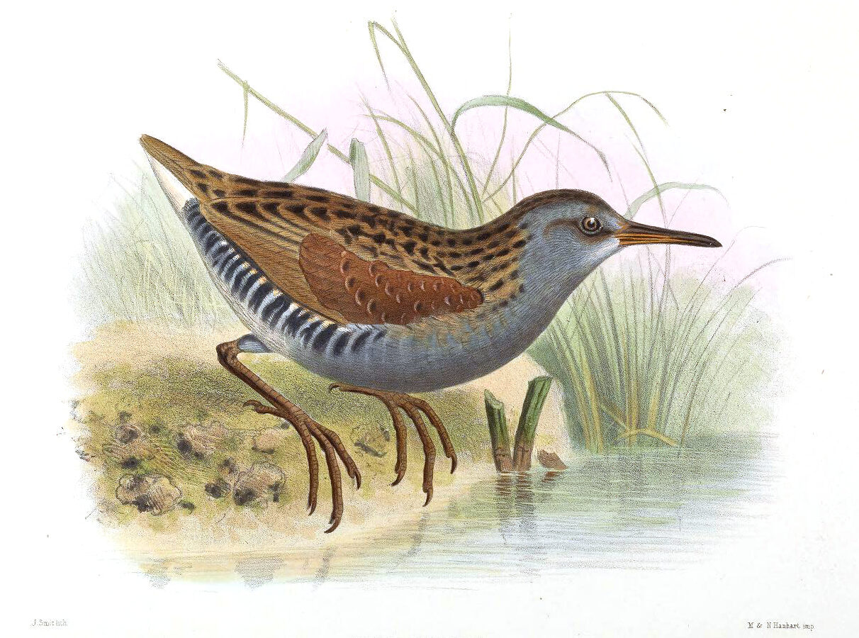 Austral Rail