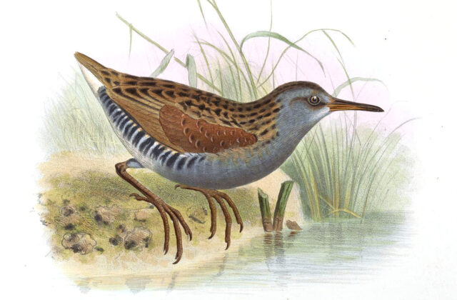 Austral Rail