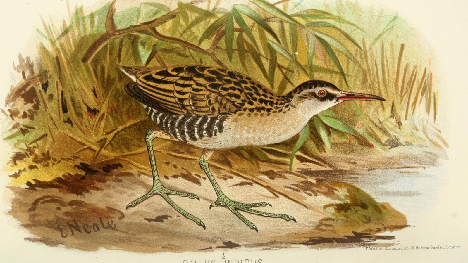 Brown-cheeked Rail