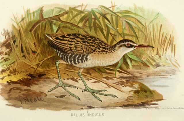 Brown-cheeked Rail