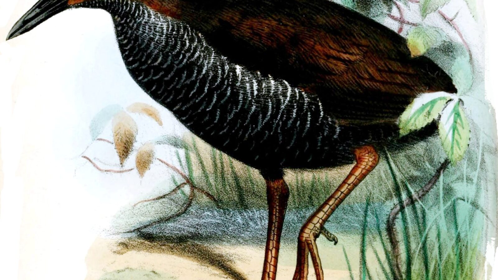 Pink-legged Rail