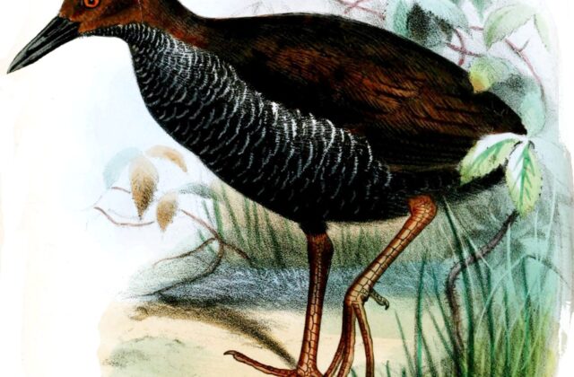 Pink-legged Rail