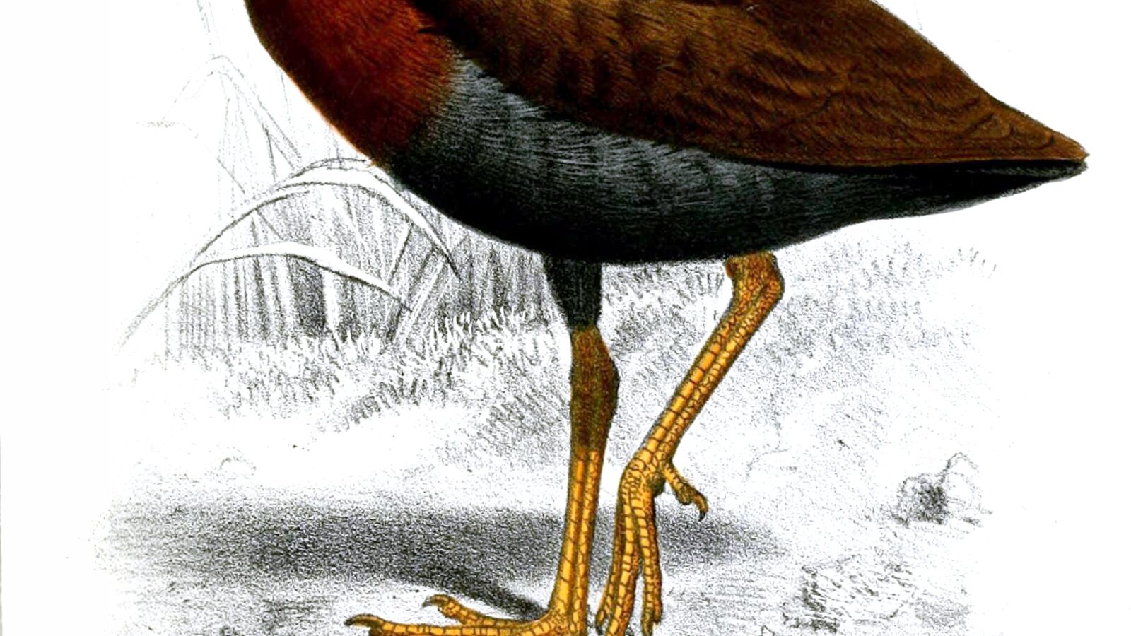 Bare-eyed Rail