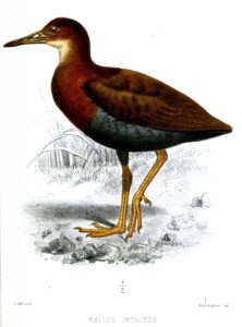 Bare-eyed Rail
